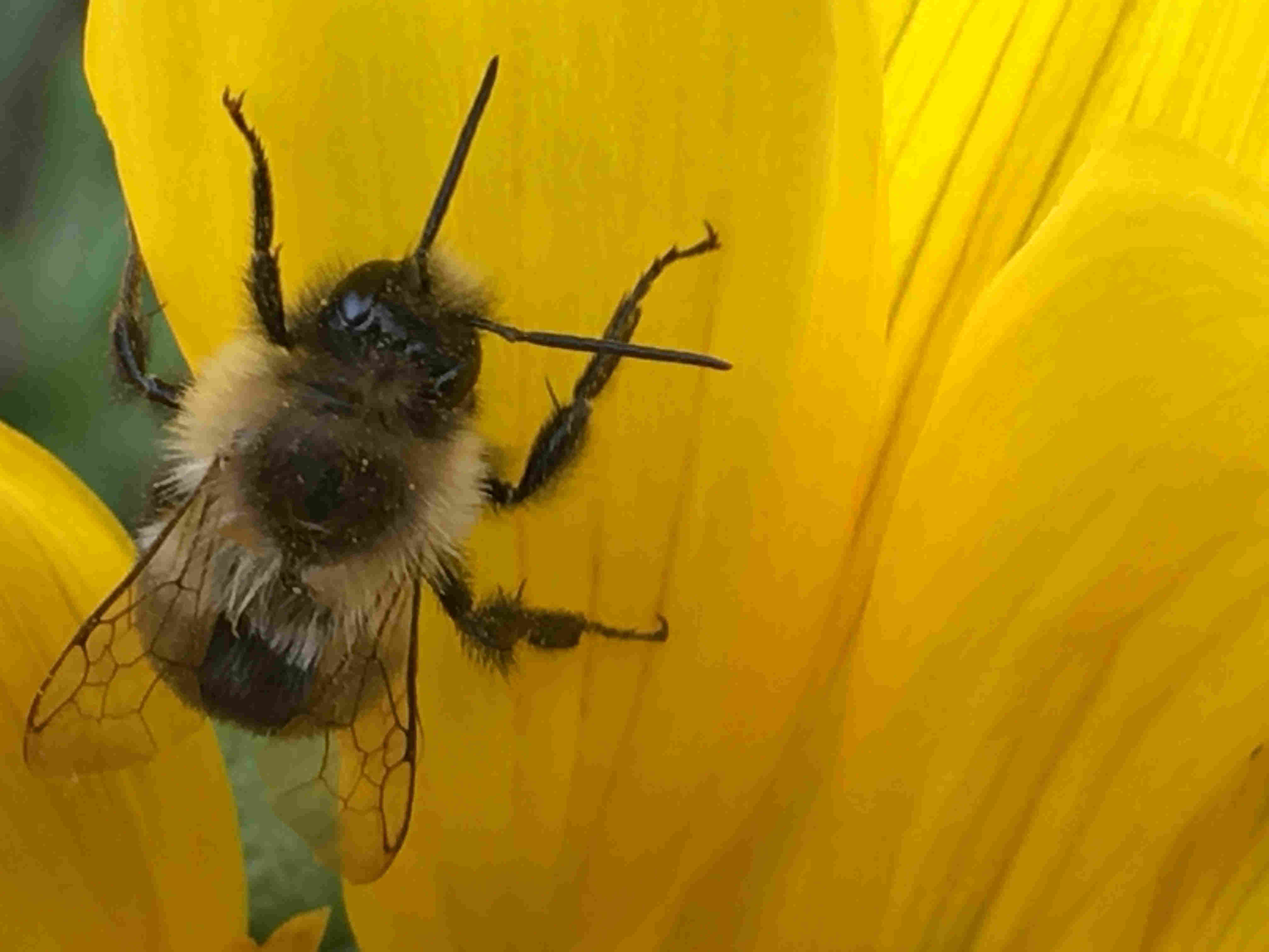Vermont Bee